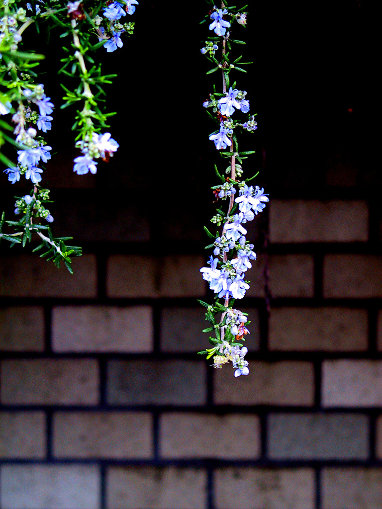 Rosemary